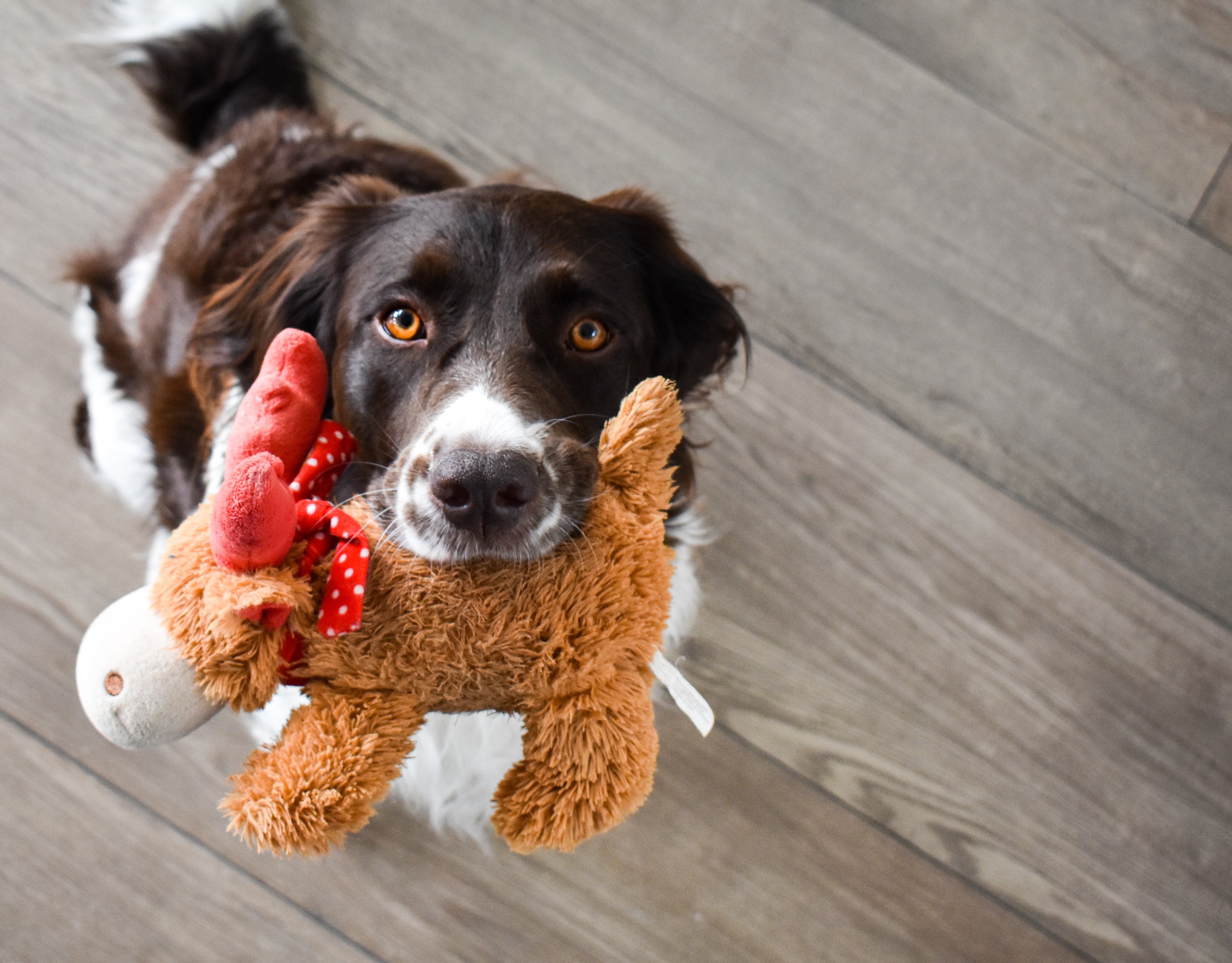 image of dog holding toy in its mouth.