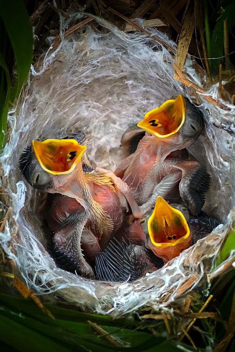 3 birds with beaks open in a grey bird nest.