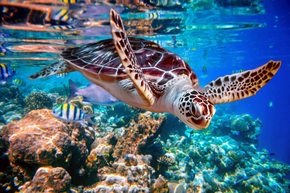 Sea turtle underwater, swimming.