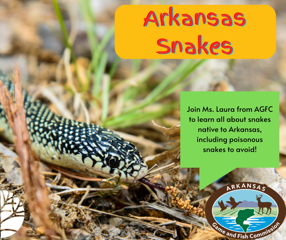 Arkansas Snakes program with a king snake