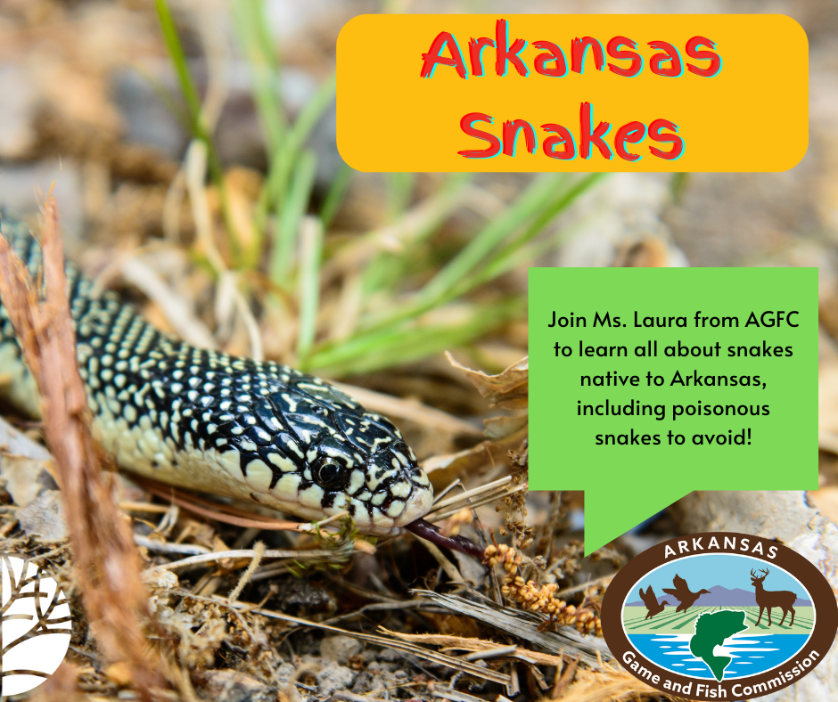 Arkansas teacher, students reproduce endangered snake species in class