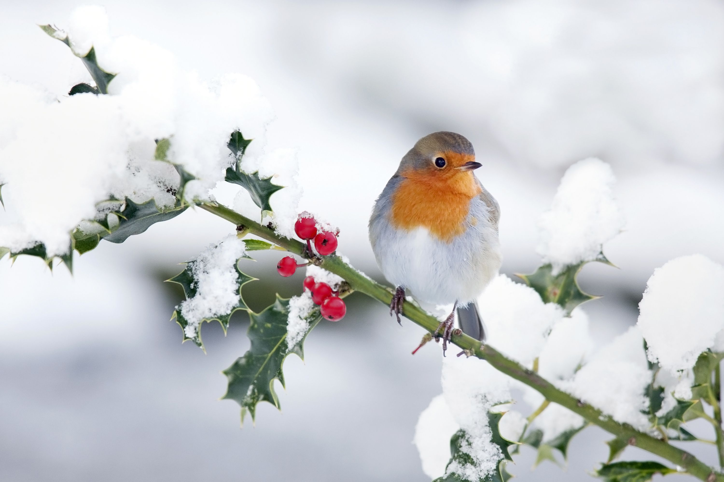 Native bird on a snowy holly branch