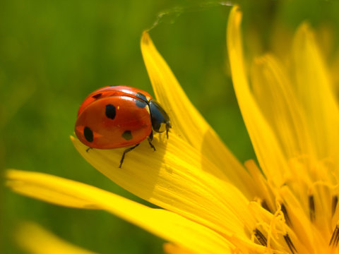 red lady bug on a yellow flower.