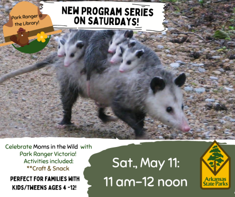 Park Ranger at the Library Advertisement for May 11, 11am-12pm Mother opossum with babies on her back