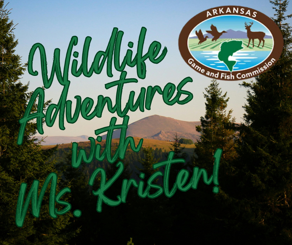 Mountain and trees with Wildlife Adventures with Ms. Kristen! and the AR Game & Fish Commision logo